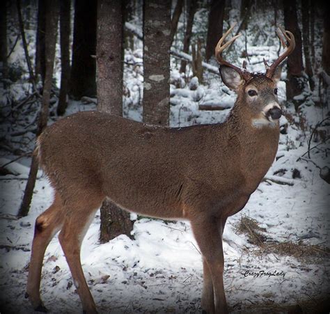 8 Point Whitetail Buck Flickr Photo Sharing