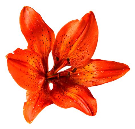 Flower PNG Image - PurePNG | Free transparent CC0 PNG Image Library png image