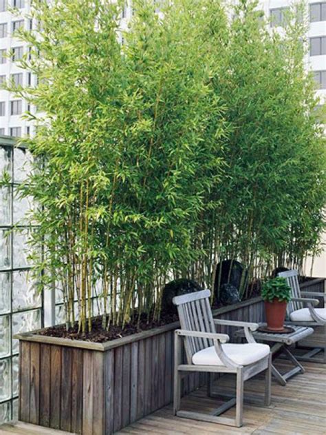 Here's a list of 4 of the best plants for privacy screening for your home and garden. pen's blog: Sun loving container plants for roof garden screen