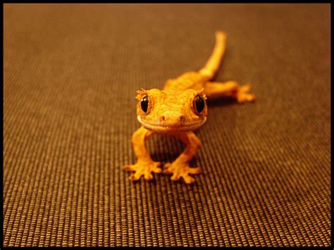 Crested Geckos Wallpapers Wallpaper Cave