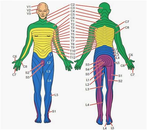 Dermatomes A Dermatome Is An Area Of Skin Which Is Chiefly Supplied By A Single Spinal Nerve
