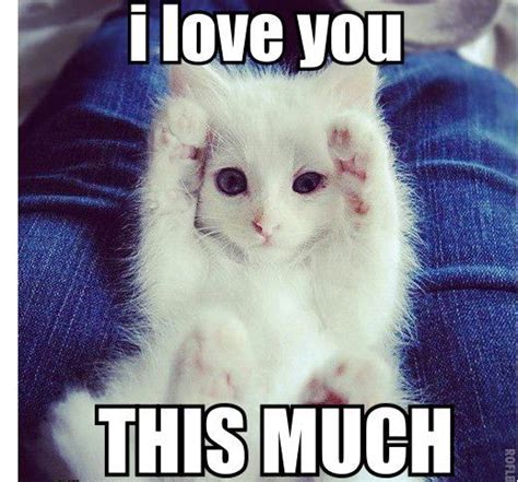 I Love You Cat Meme Pinterest Cats Love And Love You