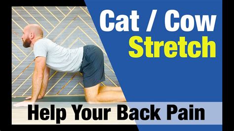 Cat Cow Stretch Chichester Chiropractic Health Centre Youtube