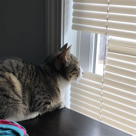How To Get My Cat To Leave My Blinds Alone Cat Lovster