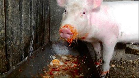 🔊 Asmr Animal Eating How Does Pig Eat Pig Is Eating Slop ¿cómo