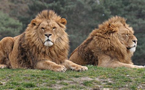 From middle english lyoun, lion, leon, borrowed from old french lion, from latin leō, (accusative: Kenyan official wants lions caught having gay sex to have "counselling"