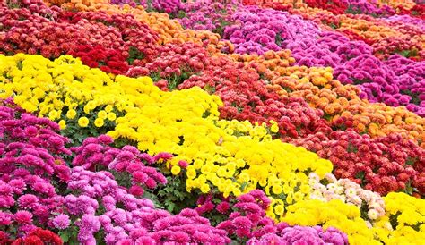 Chrysanthemum Growing Flowers And Gardening Tips Plants Spark Joy