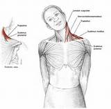 Pictures of Neck Muscle Exercises