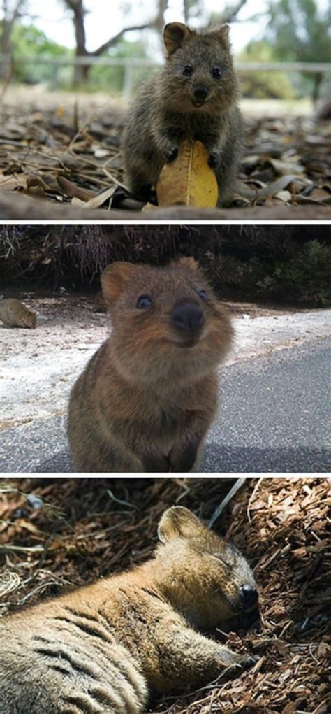 The joy of being quokka brings. Quokka: The Happiest Animal on Earth | Happy Photos ...