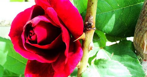 Maas, and i will be quoting from some of the explicit, 18+ scenes in this essay. Why Do Roses Have Thorns?