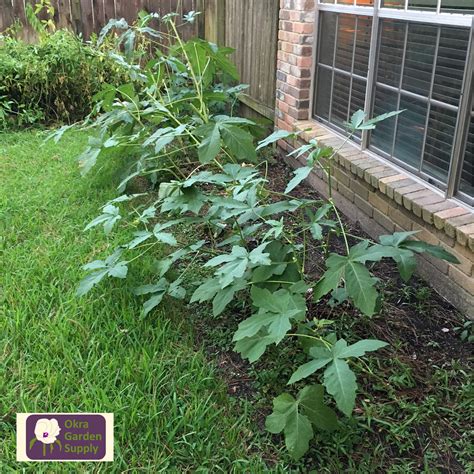In addition to gaining height, okra's leaves get bigger as the plants grow and begin producing yellow blossoms followed by tender. What To Do When Okra Fall Down - Okra Garden Supply Blog