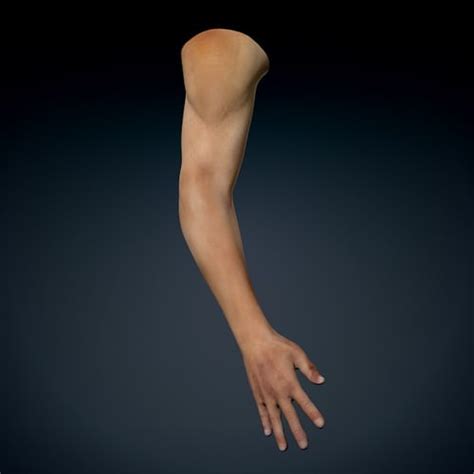 Male Arm Anatomy 3d Model Max Obj 3ds Fbx C4d Lwo Lw Lws