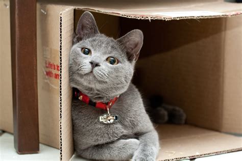 Why Do Cats Like To Stay Inside Boxes Science Abc