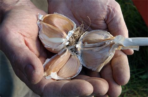 Unlocking The Benefits Of Garlic The New York Times