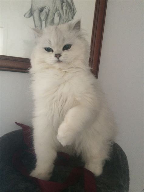 Cat Cute Adorable Fluffy White Kitten Sushi Persian