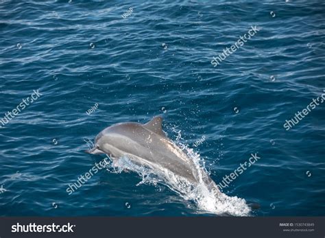 Indopacific Bottlenose Dolphin Maldives Tursiops Aduncus Stock Photo