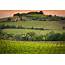 The Rise And Fall Of Super Tuscan Wines  ITALY Magazine
