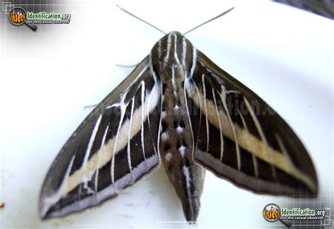 White Lined Sphinx Moth