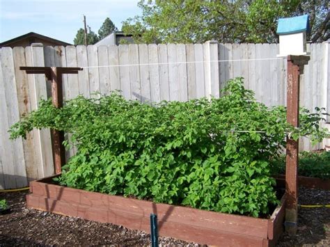 Great Way To Grow Raspberries Raised Garden Beds
