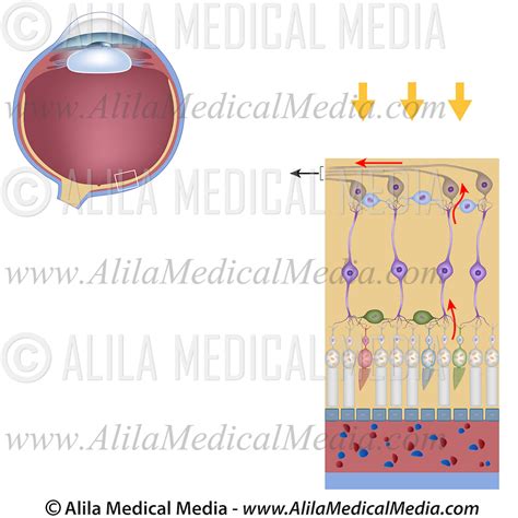 Structure Of The Retina Alila Medical Images