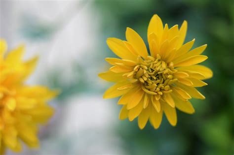 I bulbi di narciso sono facili da coltivare e in primavera ci regalano uno splendido fiore, elegante, raffinato, molto profumato e dalla forte carica simbolica. fiori gialli | JuzaPhoto