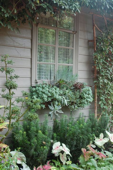 When you are busy with a career, plant care may go on the back burner now and then. bwisegardening: Day 91 - A Succulent Sensation