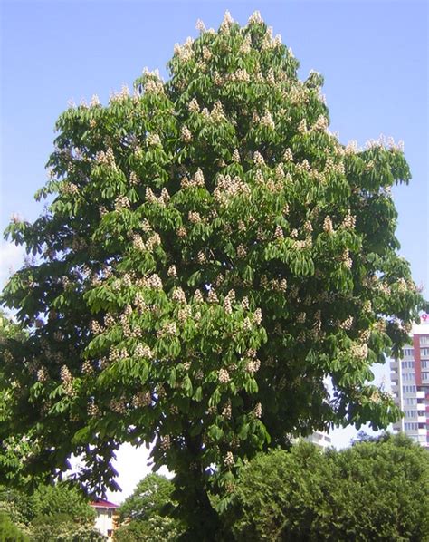 Horse Chestnut Aesculus Hippocastanum Growing And Care Guide For Gardeners