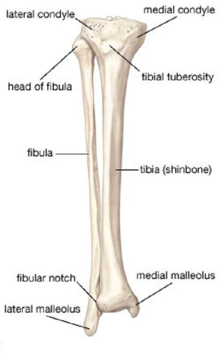 Learn how to draw the femur, patella, tibia, and fibula in this lesson! Skeletal System Diagrams | Anatomía médica, Ortopedia y ...