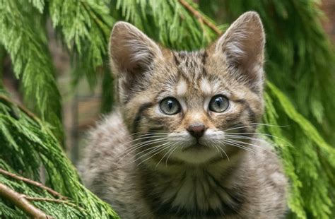 Critically Endangered Wild Cat Kittens Born At Highland Wildlife Park
