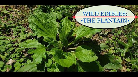 Plantain Identification And Uses Youtube