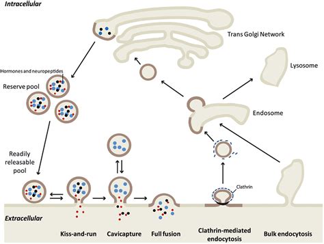 Endocytosis is a type of active transport that moves particles, such as large molecules, parts of cells,. Frontiers | Exocytosis and Endocytosis in Neuroendocrine ...