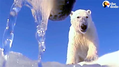Scientists Attach Cameras To Polar Bears Youtube