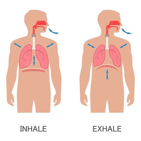 Inhalation Exhalation Diagram