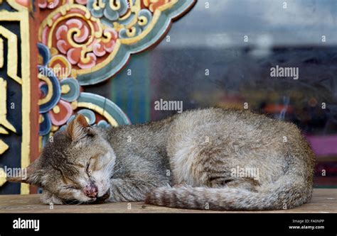 A Wild Cat Taking A Nap On A Bench With A Window With Buddhist Wood