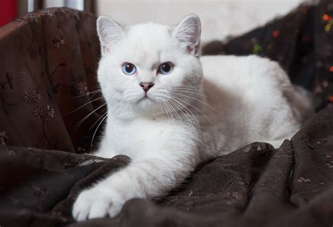British Shorthair Cats For Sale New York Ny 289011