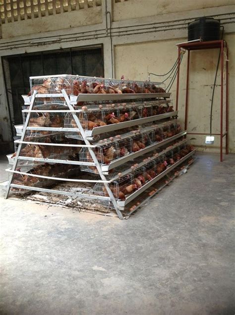 Buy Poultry Cage At Cheap Price Business To Business Nigeria