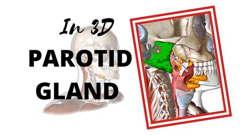 Anatomy Of The Parotid Gland In 3d Youtube