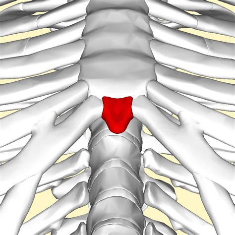 Xiphoid Process