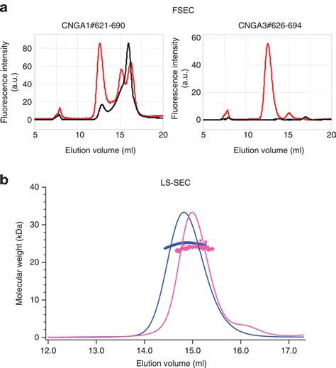Size Exclusion Chromatography And Light Scattering Reveal The Clz