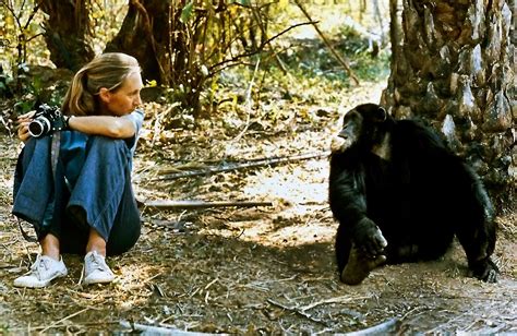 Dr Jane Goodall Named 2021 Templeton Prize Laureate For Chimp Research