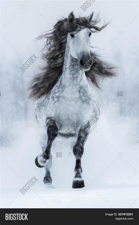 Galloping Grey Long Image And Photo Free Trial Bigstock