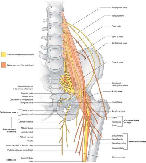 Posterior Abdominal Wall And Retroperitoneum Clinical Gate