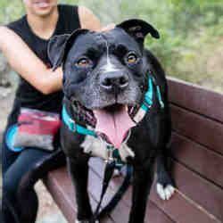 Foster care volunteers provide a temporary home for dogs, cats, puppies, and kittens who aren't yet available for adoption. Austin Animal Center in Austin, Texas | American bulldog ...