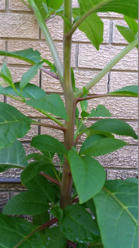 May 05, 2020 · the place to start for plant leaf identification is with the shape of the leaf blade. identification - What is this plant in my vegetable bed ...