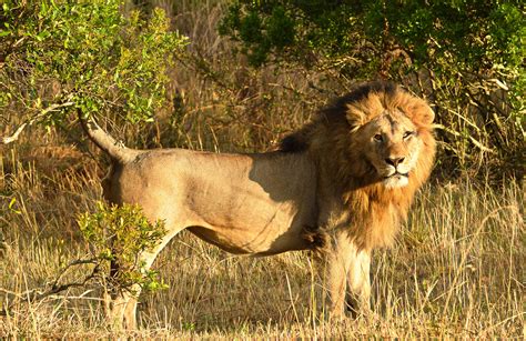Masai Mara National Reserve Lion Ids Mara Predator Conservation Programme