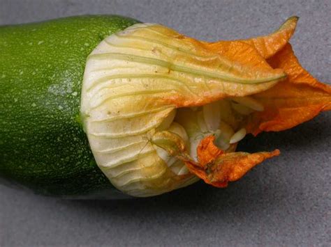 Velg blant mange lignende scener. Blossom End Rot of Cucurbits