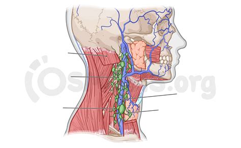 Anatomy Of The Lymphatics Of The Neck Osmosis