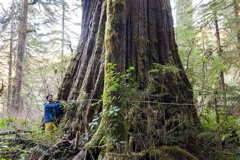 Logging Ban Urged To Protect Vancouver Island Old Growth Forests Cbc News