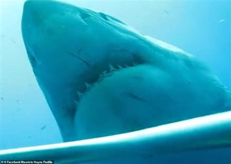Largest Ever Great White Shark ‘deep Blue Spotted In Hawaii Readsector