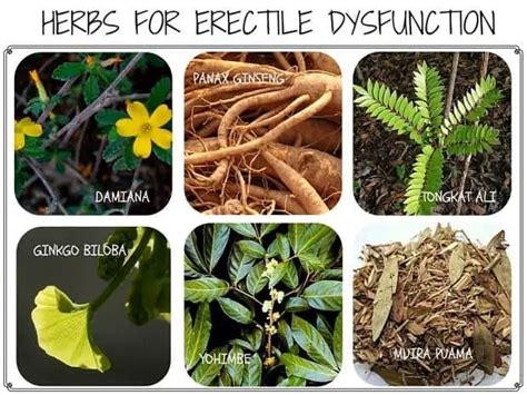 Herbs For Impotence Or Erectile Disfunction Ed Treatment